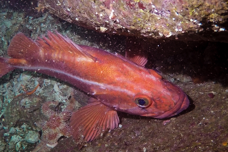 Yelloweye rockfish